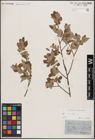 Foto von Salix aurita L.